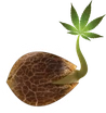 Emerald Triangle Seeds logo