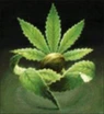 Homegrown Fantaseeds logo