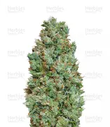 Blueberry — 00 Seeds