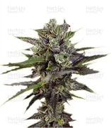 Blueberry — Dutch Passion