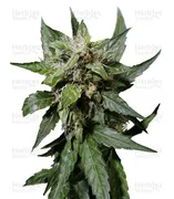 Durban Poison — Dutch Passion