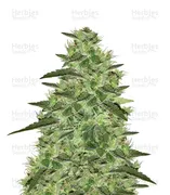 Gelato — Big Head Seeds