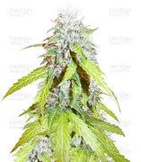 Northern Lights — Pyramid Seeds