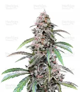 Pineapple Express — G13 Labs