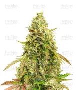 White Widow — Dutch Passion