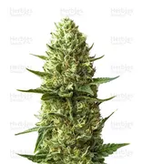 Blueberry — Zambeza Seeds