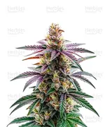 Blue Dream — World Wide Cultivars