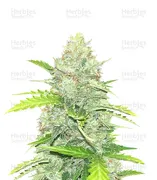 Blue Dream — Seedkeepers