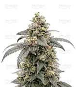 Blue Dream — Barney's Farm