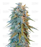 Blue Dream — Humboldt Seeds Organization