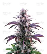 Blueberry — World Wide Cultivars