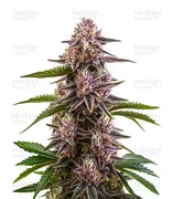 Cherry Pie — World Wide Cultivars