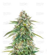 Cherry Pie — Royal Queen Seeds