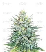 Cherry Pie — Female Seeds