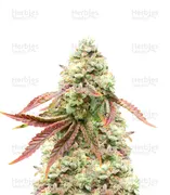 Cherry Pie — Herbies Seeds