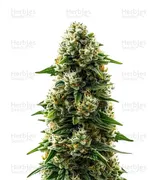 Durban Poison — World Wide Cultivars