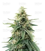 Durban Poison — Growers Choice
