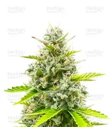 Durban Poison — Seedkeepers