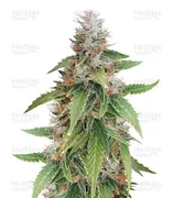Gelato — Blackskull Seeds