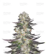 Gelato — Blimburn Seeds