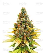 Gelato — Cali Buds Seeds