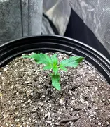 Girl Scout Cookies — Blackskull Seeds