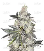 Girl Scout Cookies — Blimburn Seeds