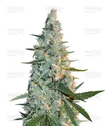 Girl Scout Cookies — Cali Connection Seeds