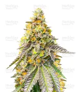 Girl Scout Cookies — EGS