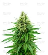 GMO — Barney's Farm