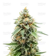GMO — Dutch Passion