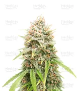 GMO — Herbies Seeds