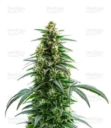 Green Crack — World Wide Cultivars