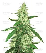 Green Crack — Blimburn Seeds