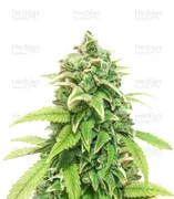 Green Crack — Herbies Seeds