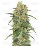 Green Crack — Humboldt Seeds Organization