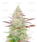 Jack Herer — Herbies Seeds