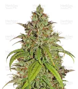 Jack Herer — Kera Seeds