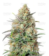 Northern Lights — Growers Choice
