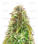 Northern Lights — Herbies Seeds