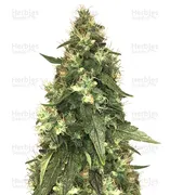 Northern Lights — Seedstockers