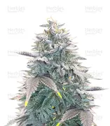 OG Kush — Ethos Genetics