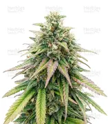OG Kush — Growers Choice