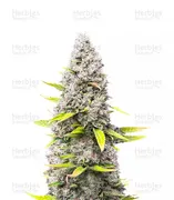 OG Kush — Herbies Seeds