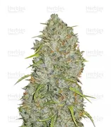 Jack Herer — Fast Buds