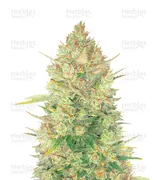 OG Kush — Fast Buds