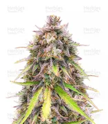 Sour Diesel — Fast Buds