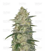 White Widow — Fast Buds
