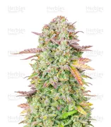 Trainwreck — Fast Buds
