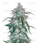 Pineapple Express — Fast Buds